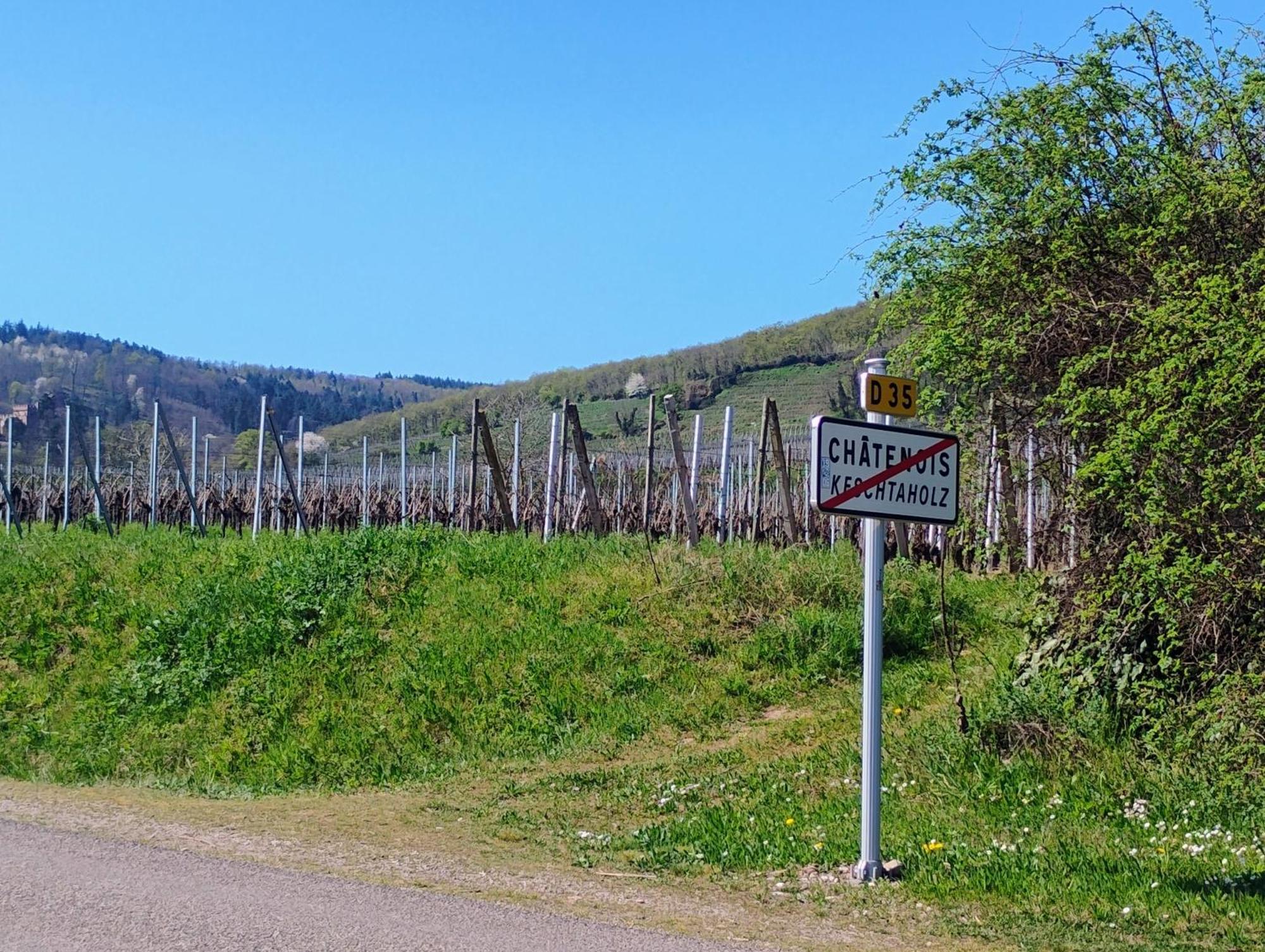 Gite Le Marronnier - Au Calme - Parking & Terrasse - Pres De Colmar Et Riquewihr - Route Des Vins Châtenois Esterno foto